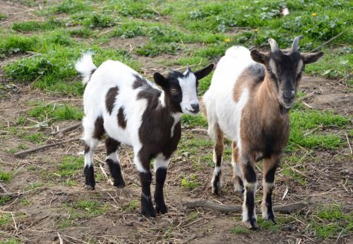 goat goats dwarf goat