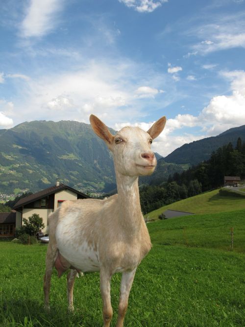 goat in austria austria goat