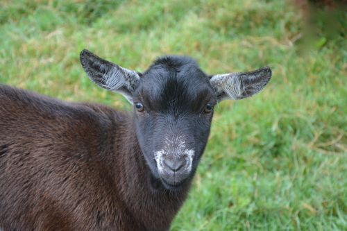 goat motte no horn ruminant