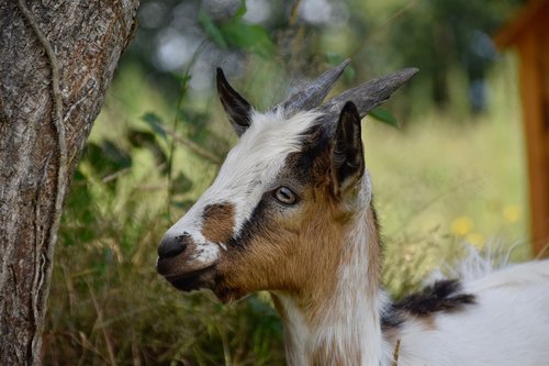 goat pépito  goat  herbivore