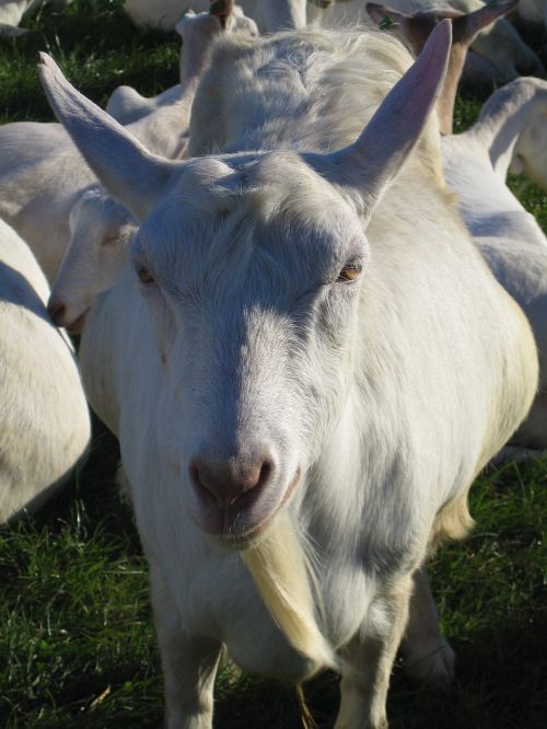 goat portrait pet bart