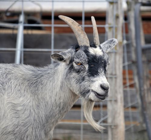 Goat Profile