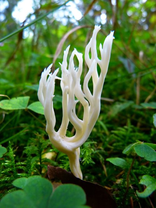 goatee mushroom coral-like