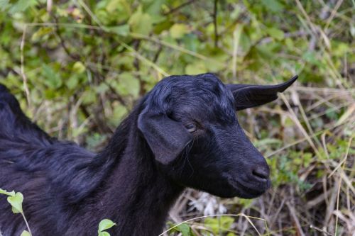 goatling goat animal