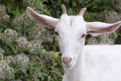 goatling goat animal