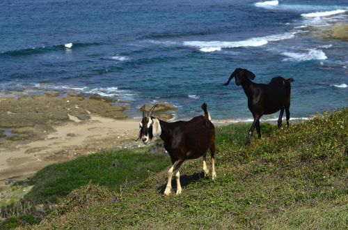 goats sea foam