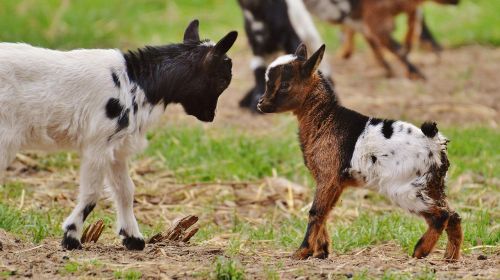 goats wildpark poing young animals