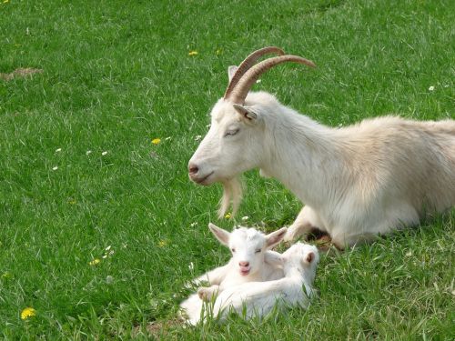goats kid domestic goat
