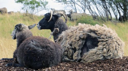 goats mutton sheep