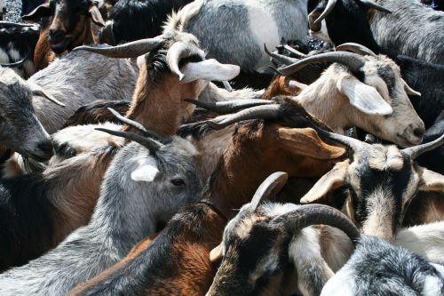 goats horns goat's head