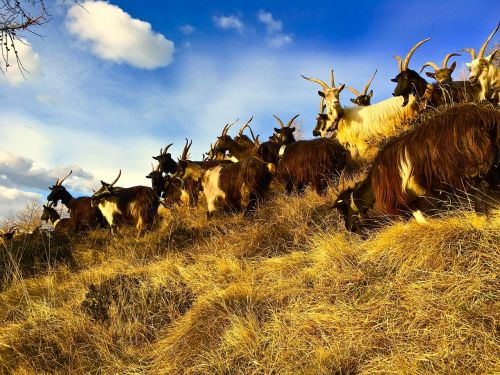 goats capra mountain