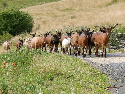goats field nature