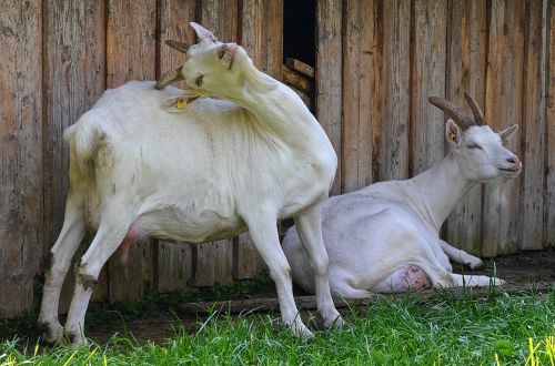 goats farm goasn