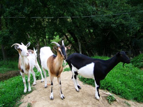 goats domestic animals benefit animals