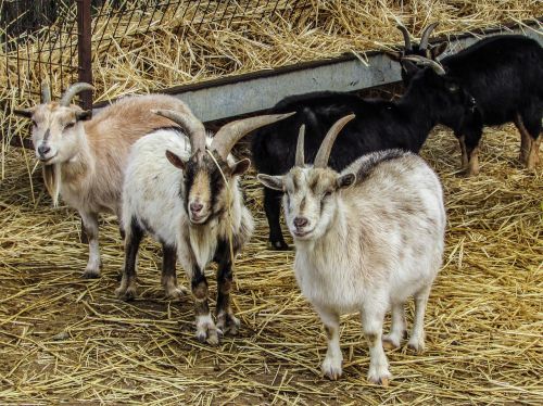 goats farm animal