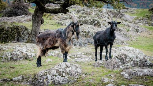 goats billy goat domestic goat