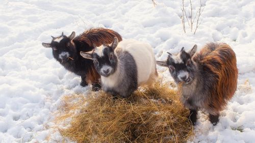 goats animals livestock