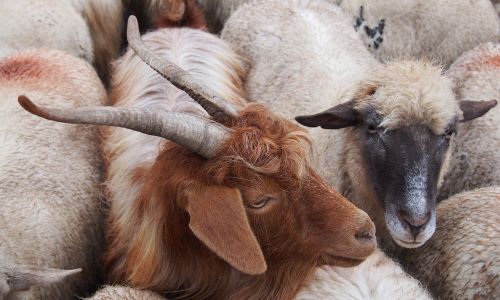 goats brown goat ram