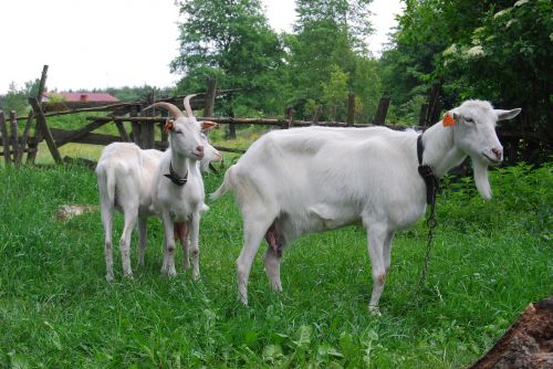 goats goat buck