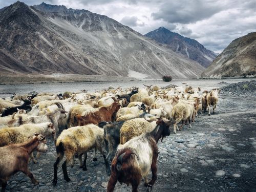 goats plateau highlands