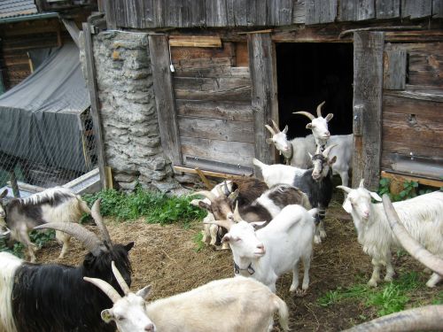goats many white