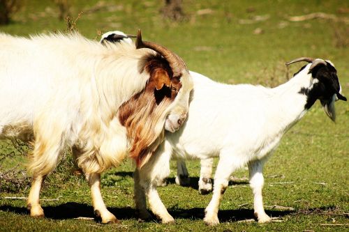 goats animals horns