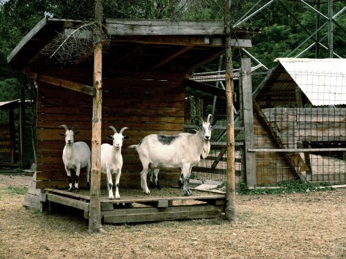 goats animals goat