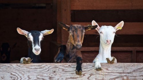 goats curious farm