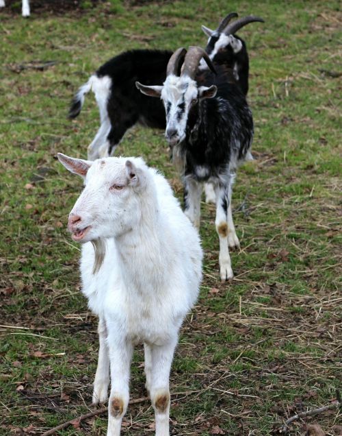 goats creature livestock