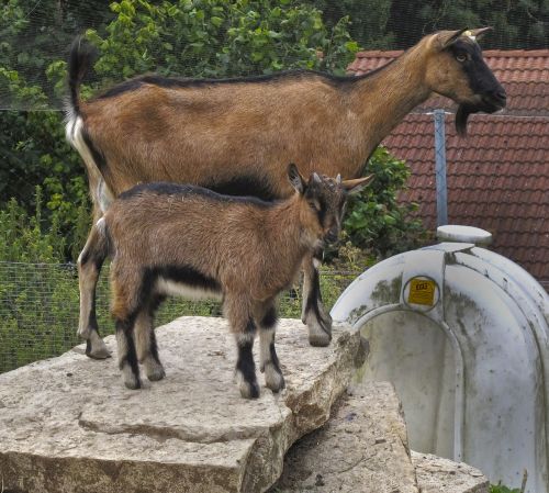 goats kid dam