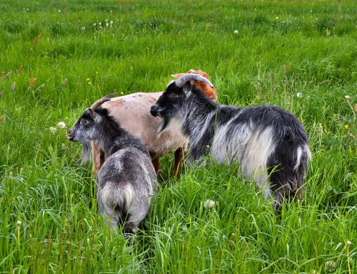 goats pasture grey white