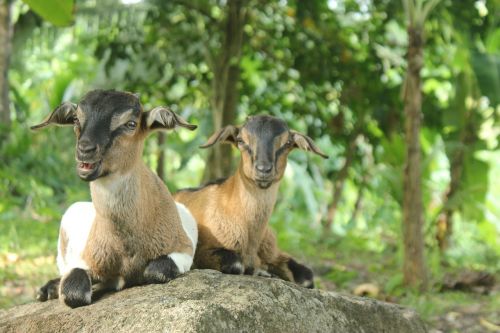 goats animal mammal