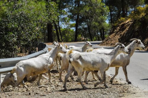 goats forest road