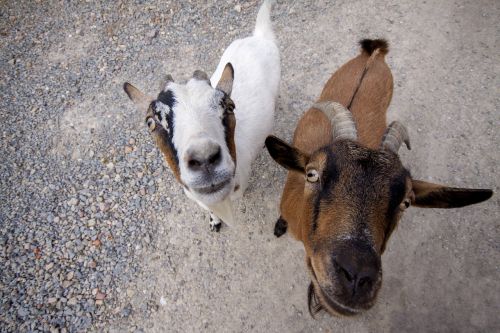 goats farm horns