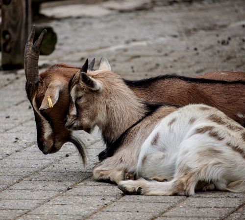 goats sitting kuschelnd
