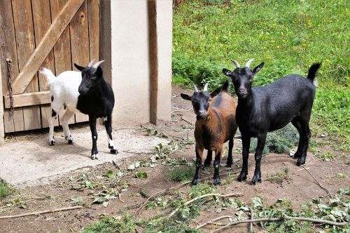 goats goat horned