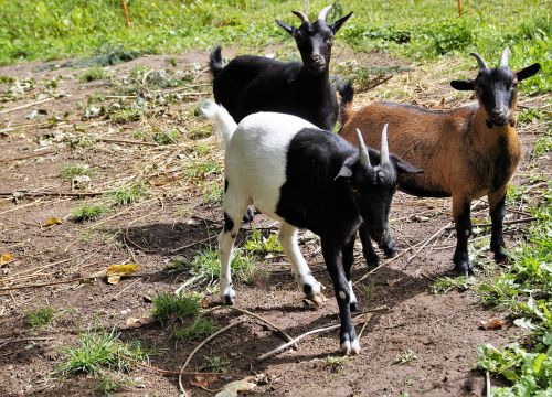 goats goat horned