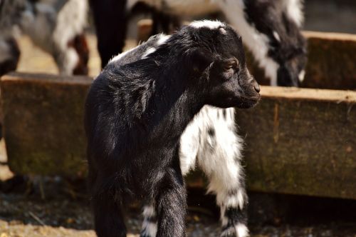 goats young animals playful