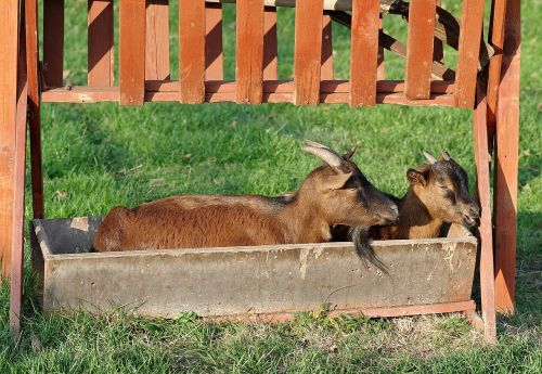 goats trough funny