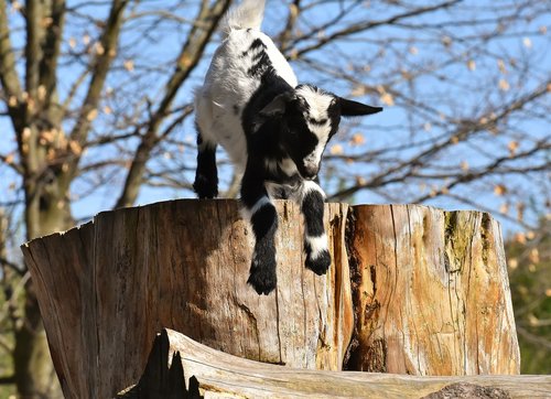 goats  young animals  playful
