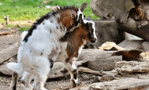 goats  young animals  playful