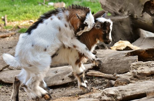 goats  young animals  playful