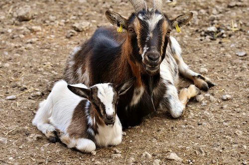 goats  mama  child