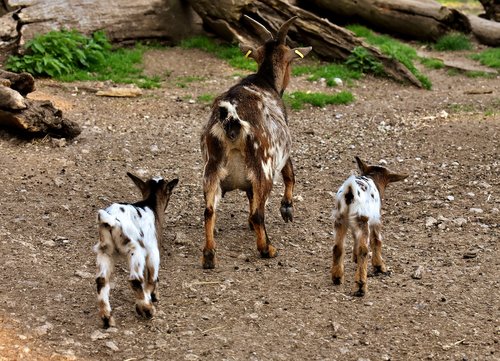 goats  mom young animals  playful