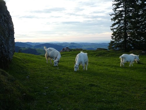 goats  grass  agriculture