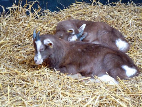 goats livestock stall