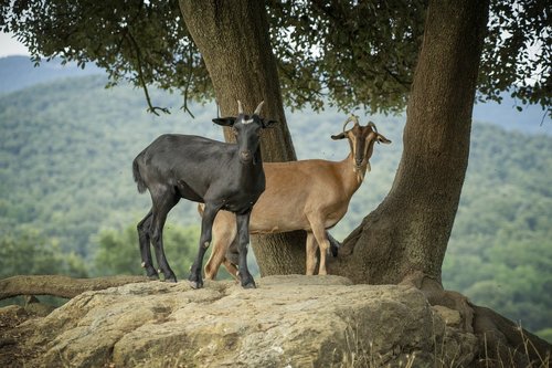 goats  mount  horns