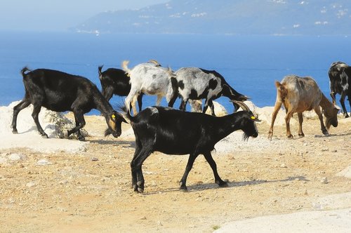 goats  herd  albania