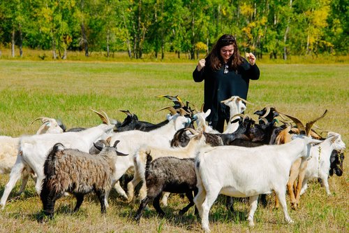 goats  russia  field