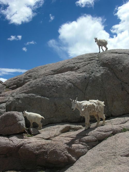 goats mountain goat animal
